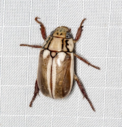 Anoplognathus abnormis MacLeay, 1873