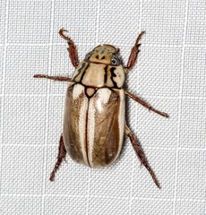 Anoplognathus abnormis