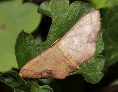 Idaea jakima