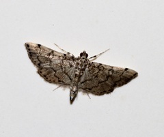 Lamprosema tampiusalis