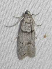 Myelopsis alatella