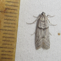 Myelopsis alatella