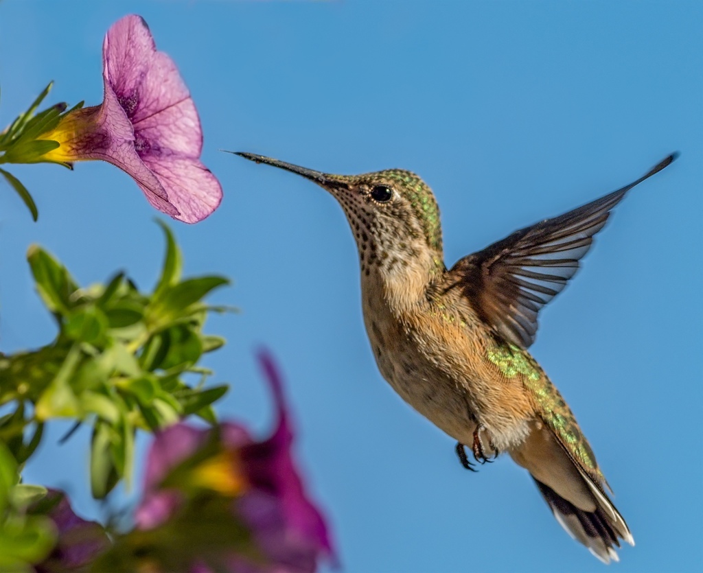 Calliope Hummingbird from Gallaghers Pinnacle Way, Kelowna, BC, CA on August 4, 2020 at 0230 PM