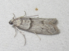 Myelopsis alatella