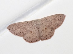 Perixera punctata