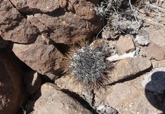 Copiapoa atacamensis