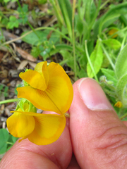 Scorpiurus muricatus