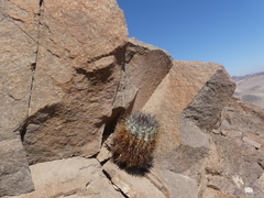 Copiapoa atacamensis