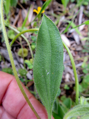 Scorpiurus muricatus
