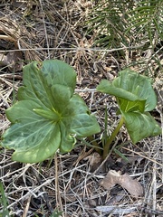 Trillium albidum