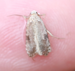 Agonopterix propinquella