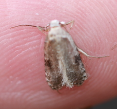 Agonopterix propinquella