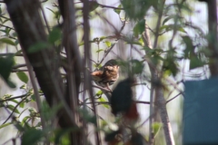 Passerella iliaca