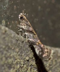 Aristotelia rubidella