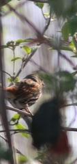 Passerella iliaca
