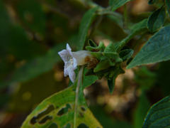 Strobilanthes ixiocephala