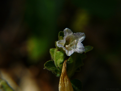 Strobilanthes ixiocephala