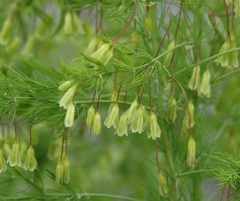 Asparagus tenuifolius