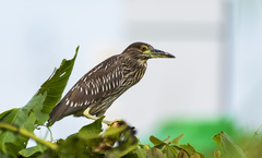Nycticorax nycticorax