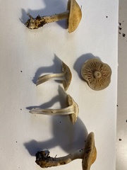 Agrocybe sororia