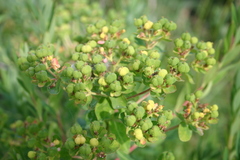 Euphorbia palustris