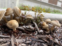 Agrocybe sororia