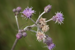 Cirsium brachycephalum