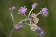 Cirsium brachycephalum