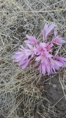 Colchicum hierosolymitanum