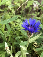 Centaurea cyanoides