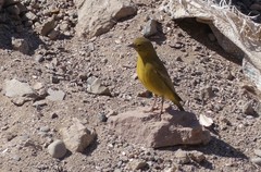 Sicalis olivascens