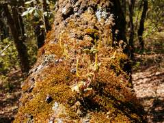 Peperomia leptophylla