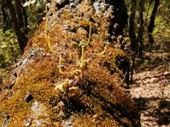 Peperomia leptophylla