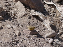 Sicalis olivascens