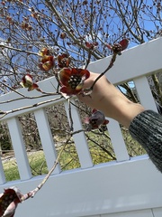 Cornus florida rubra