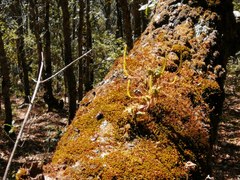 Peperomia leptophylla