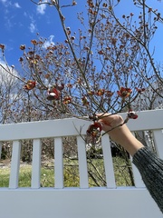 Cornus florida rubra