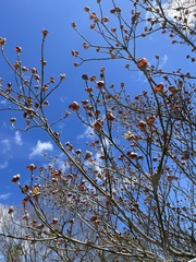 Cornus florida rubra