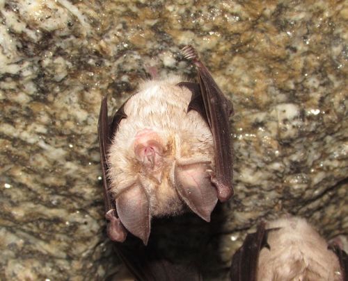Mediterranean horseshoe bat