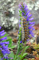 Melitaea didyma