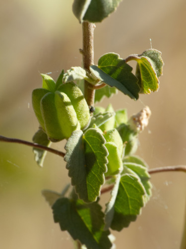 Abutilon incanum