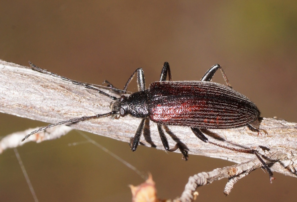 Homotrysis cisteloides