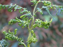Eriophyes quadrifidus