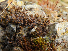 Syntrichia ruraliformis