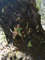 Peperomia leptophylla