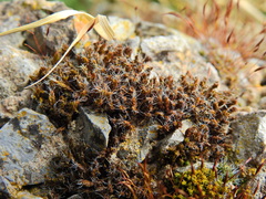 Syntrichia ruraliformis