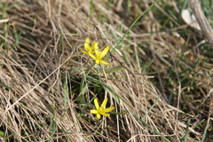 Gagea pusilla