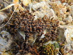 Syntrichia ruraliformis