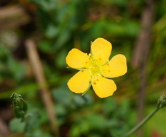 Hypericum gramineum