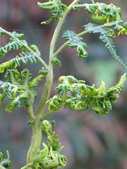 Eriophyes quadrifidus